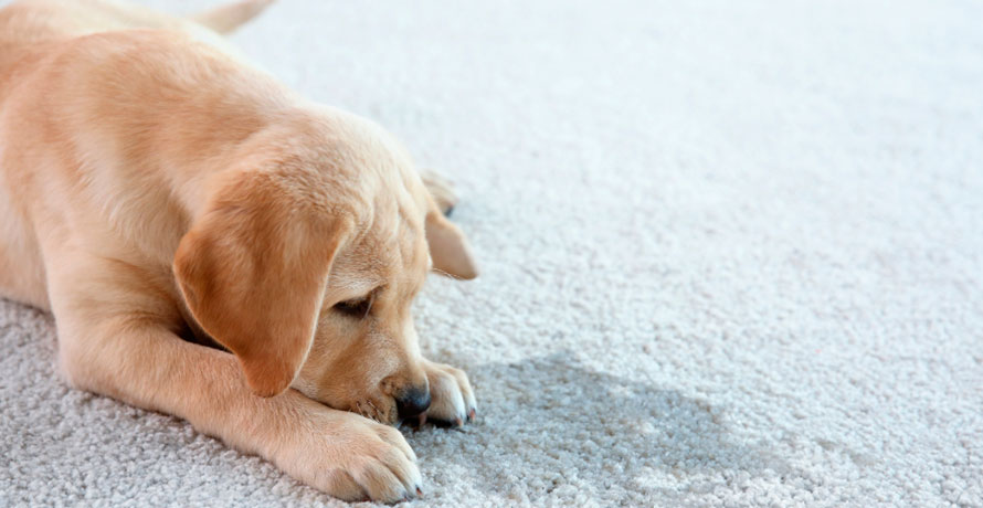 Como remover manchas do carpete causadas pelos seus “pet hospedes”